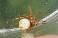 Araneus quadratus