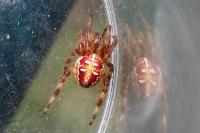 Araneus quadratus