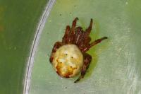Araneus quadratus