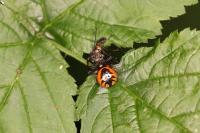 Synema globosum