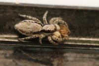 Menemerus taeniatus