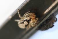Menemerus taeniatus