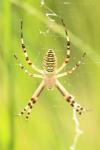 Argiope bruennichi