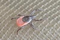 Ixodes ricinus