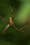 Argiope bruennichi