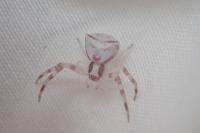 Thomisus onustus