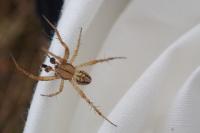 Neoscona adianta