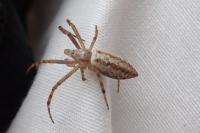 Tetragnatha