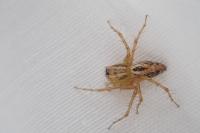 Oxyopes