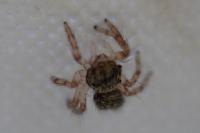 Salticidae