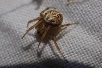 Neoscona byzanthina