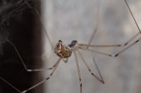 Holocnemus pluchei