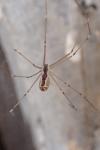 Holocnemus pluchei