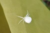 Misumena vatia