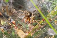 Agelena labyrinthica