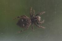 Attulus floricola
