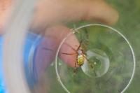Argiope bruennichi