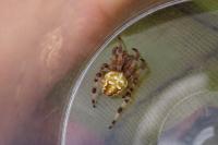 Araneus quadratus