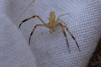 Runcinia grammica