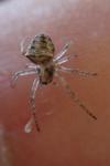 Gibbaranea bituberculata