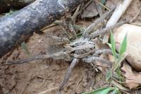 Hogna radiata