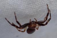 Synema globosum