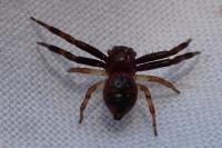 Synema globosum