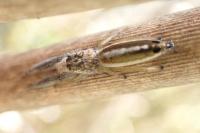 Mendoza canestrinii