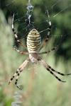 Argiope bruennichi