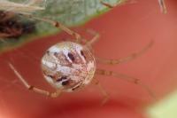 Theridion varians