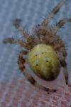 Araneus quadratus