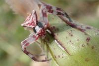 Thomisus onustus
