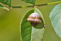 Cyrtarachne ixoides