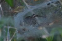 Agelena labyrinthica
