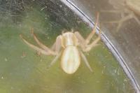 Runcinia grammica