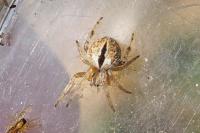 Agalenatea redii