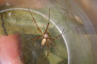 Argiope bruennichi
