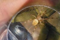 Araneus diadematus