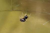 Heliophanus