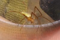 Tetragnatha