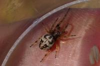 Larinioides cornutus