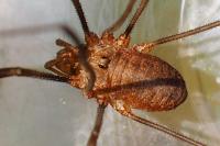 Phalangium opilio