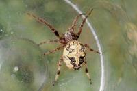 Larinioides cornutus