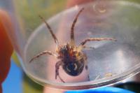 Larinioides cornutus