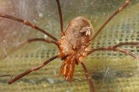 Phalangium opilio
