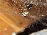 Steatoda nobilis