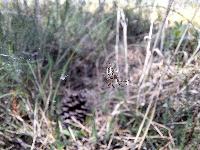 Mangora acalypha