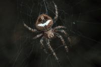 Neoscona subfusca
