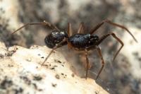 Crustulina scabripes