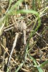Lycosa tarantula